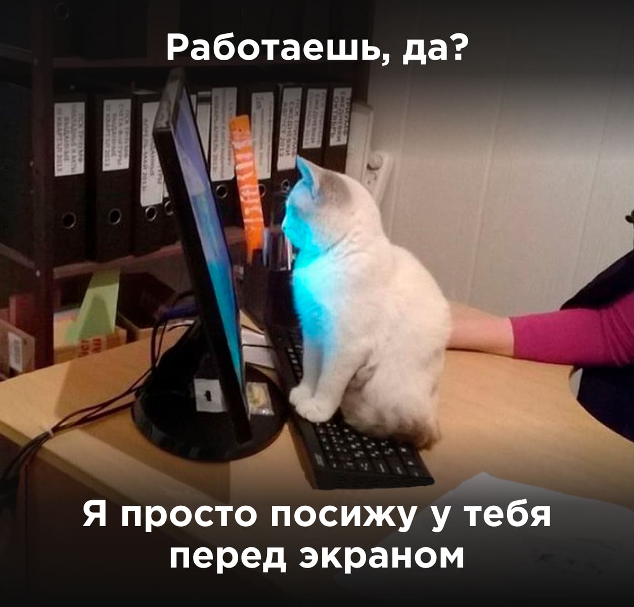 Питомцы на работе Питомцы на работе